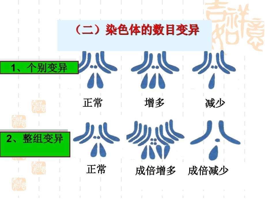 染色体变异高三生物一轮复习_第5页