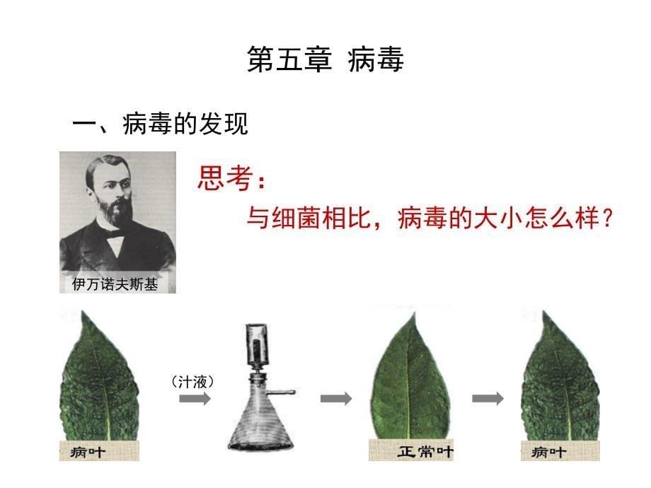 初中生物八年上第五章病毒_第5页