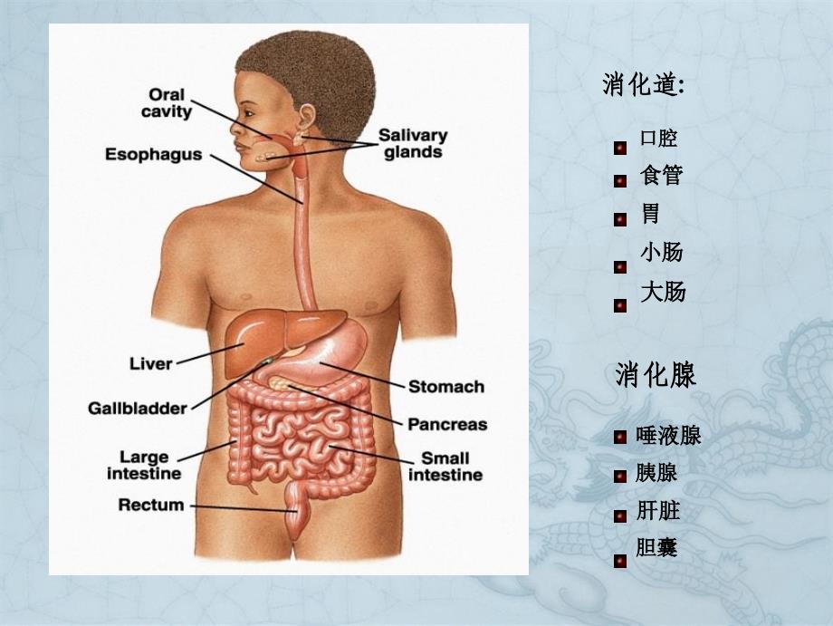 生理学第7版第6章消化和吸收_第1页