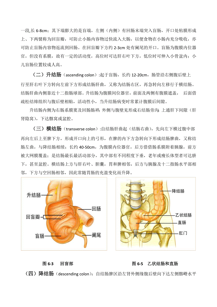 第一节--结肠解剖_第2页