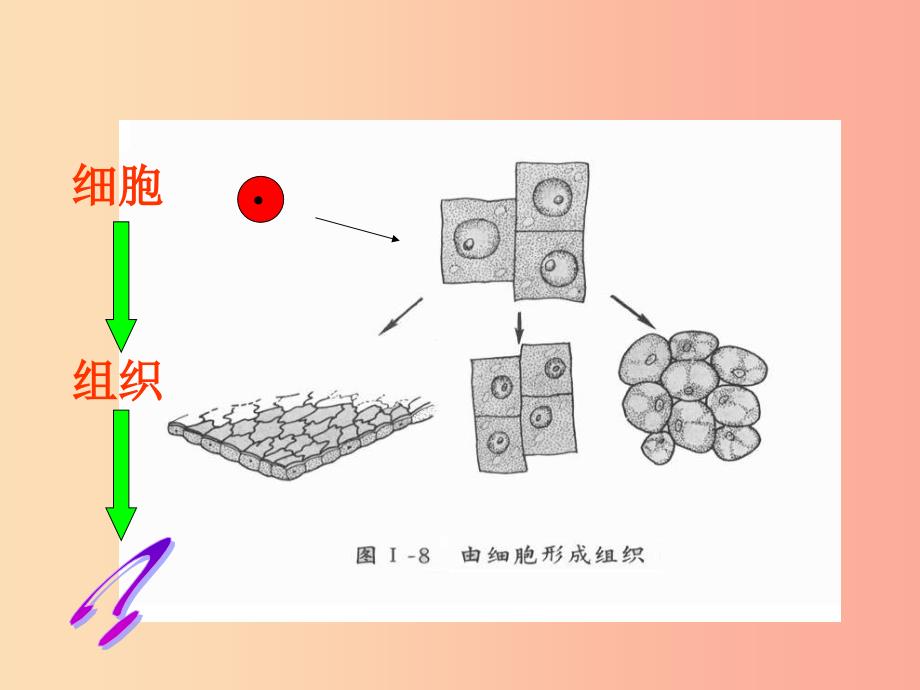 七年级生物上册 2.4.2《生物体的器官、系统》课件3 （新版）北师大版.ppt_第1页