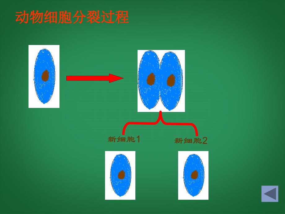 人教初中生物七上《第2单元 第2章 第1节 细胞通过分裂产生新细胞》PPT课件 (17)_第4页