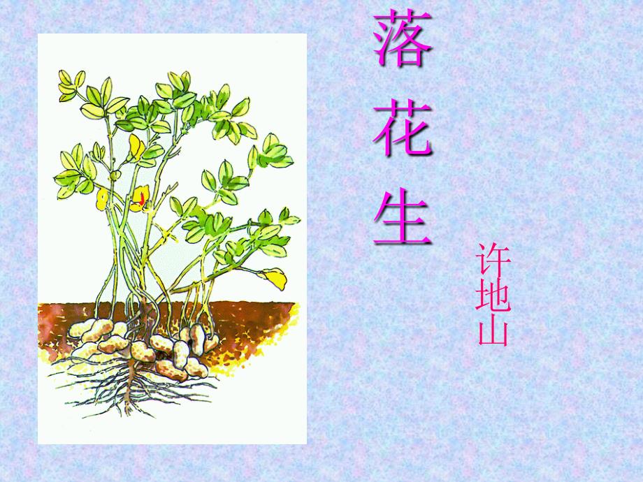 落花生_教学课件_PPT_第1页