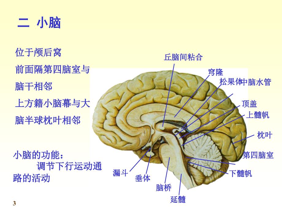 n4小脑间脑06_第3页