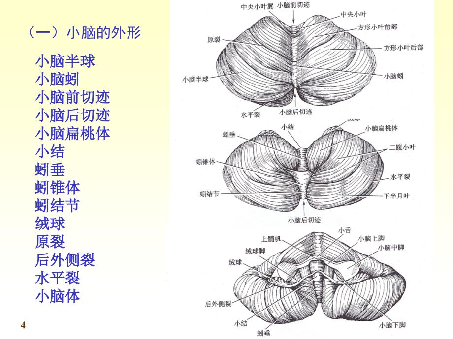 n4小脑间脑06_第4页