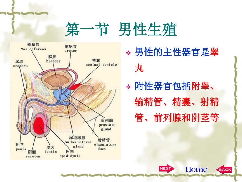 12 第十二章 生殖_第3页