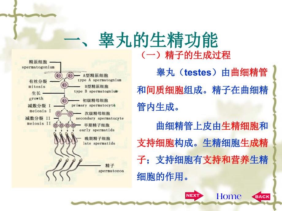 12 第十二章 生殖_第4页