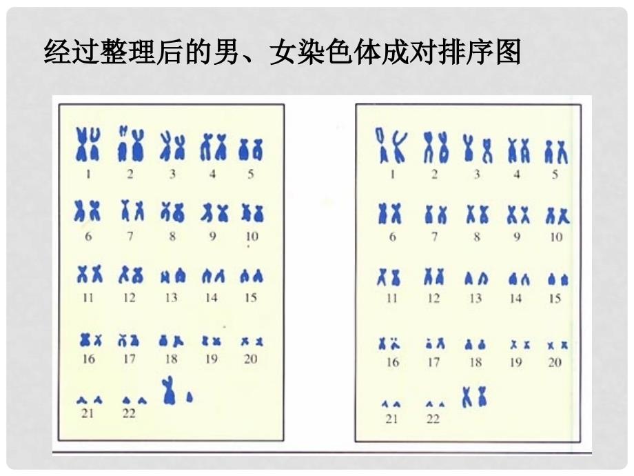 八年级生物下册 7.2.4 人的性别遗传课件 （新版）新人教版_第3页