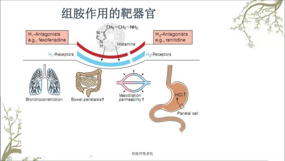 组胺呼吸消化课件_第5页