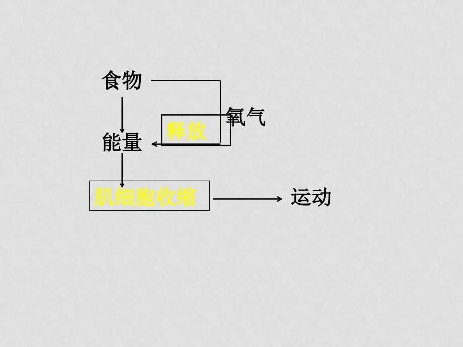 七年级生物下册10.1 食物中能量的释放（课件2）北师大版_第5页