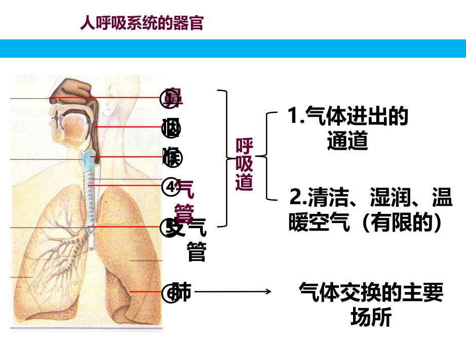 发生在肺内的气体交换1503L_第2页