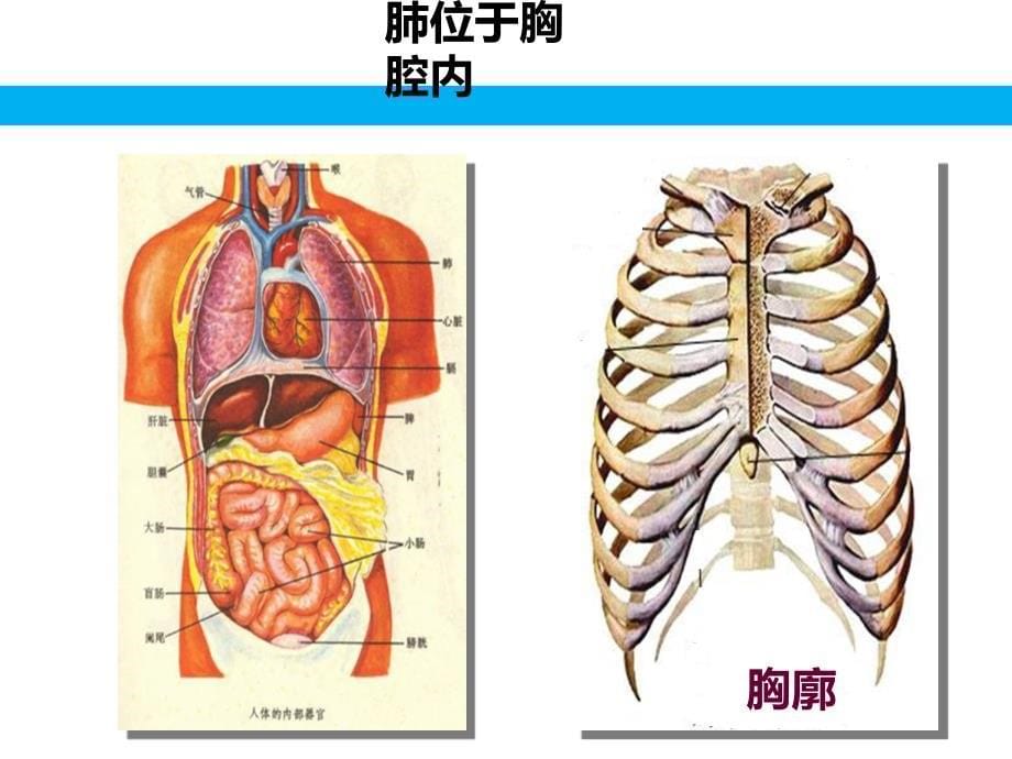 发生在肺内的气体交换1503L_第5页