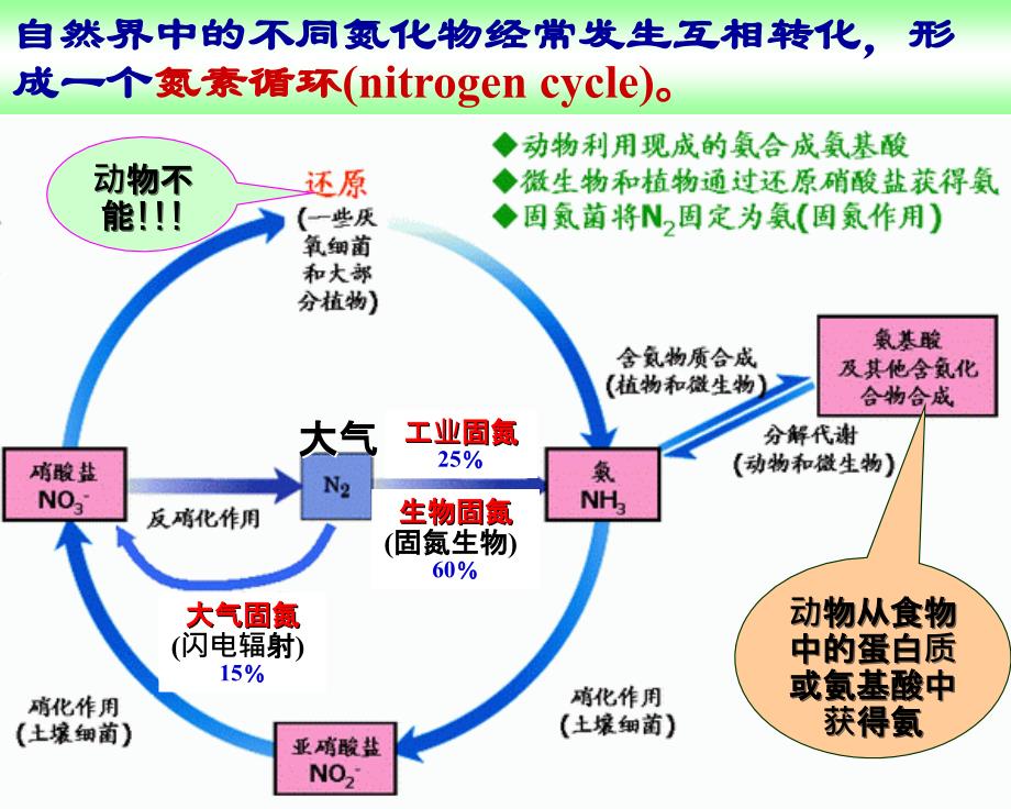 SL12氨基酸的生物合成农_第4页