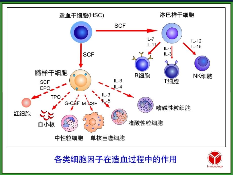 免疫细胞课件.ppt_第3页