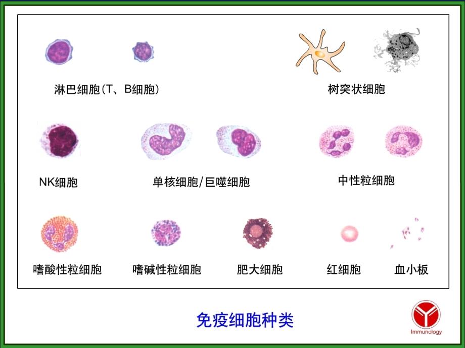 免疫细胞课件.ppt_第4页