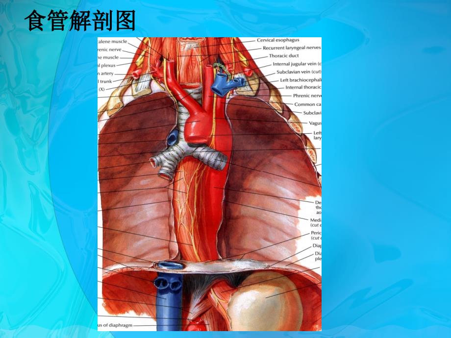 食管癌术前术后护理ppt课件.ppt_第4页