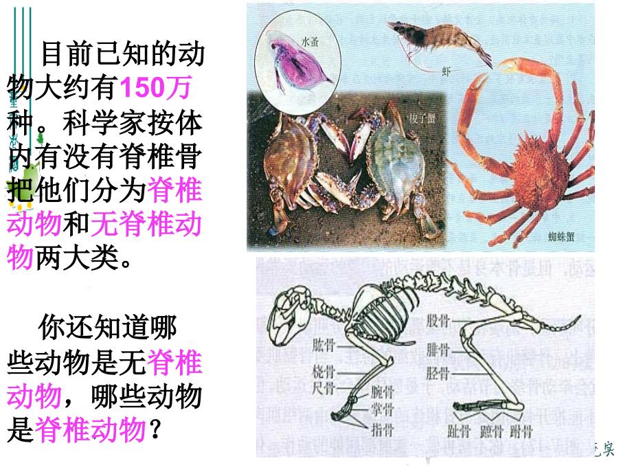 腔肠动物和扁形动物课件ppt_第2页