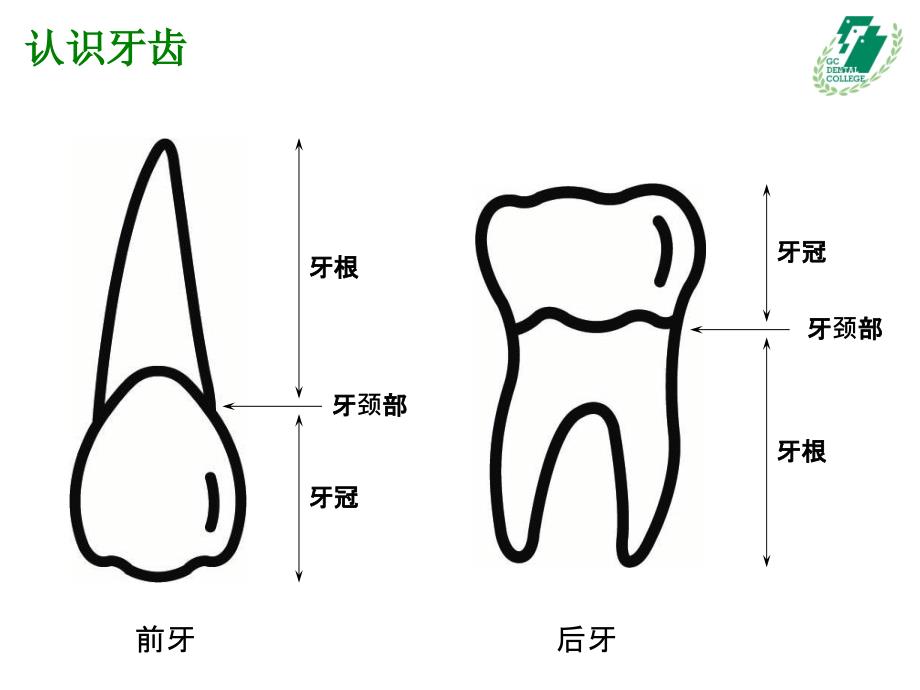 《了解牙科》PPT课件_第3页