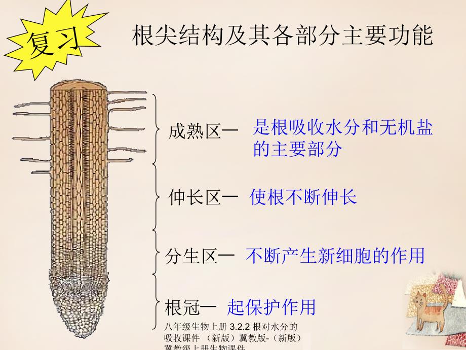 最新八年级生物上册3.2.2根对水分的吸收课件_第1页