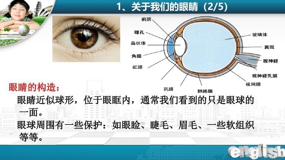 小学生爱眼护眼知识讲座_第5页