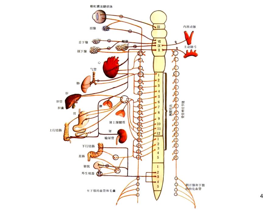 生理学教学课件：第三章-神经4_第4页