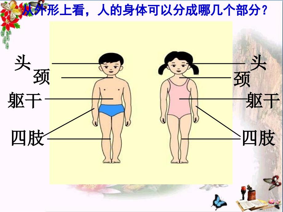 身体的结构我们的身体优秀教学课件_第3页