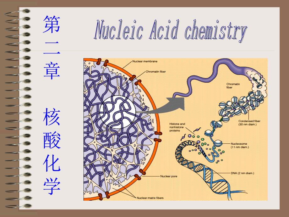 核酸化学生物化学_第1页