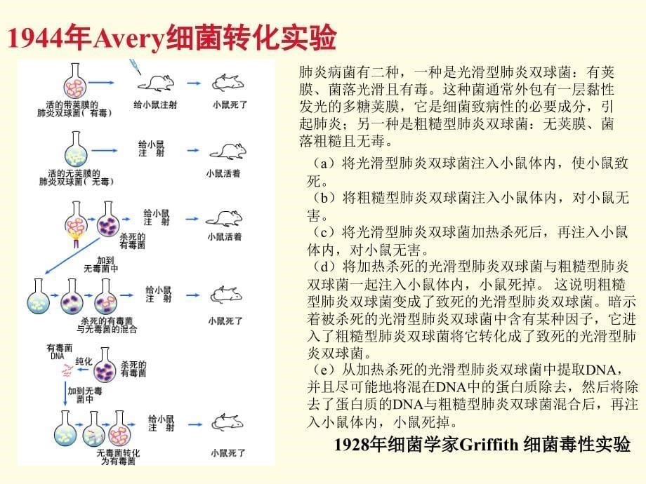 核酸化学生物化学_第5页