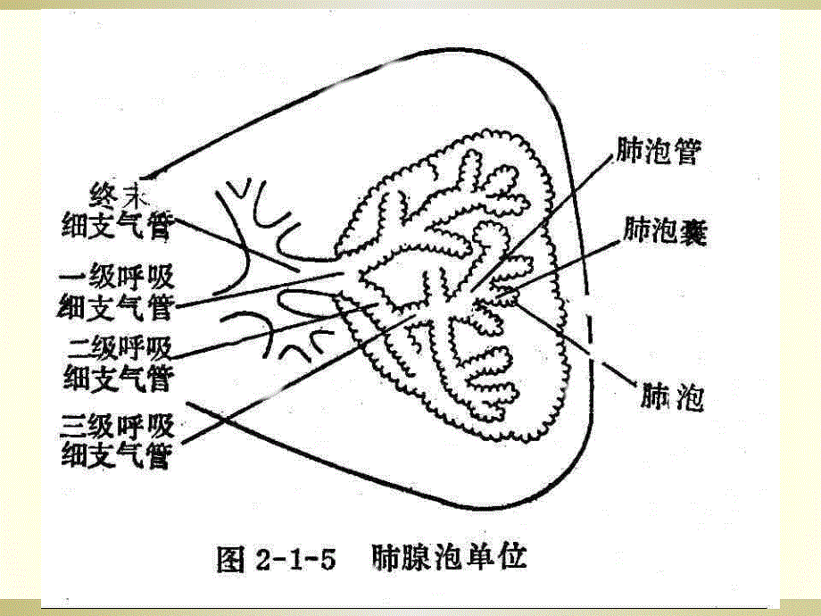 慢性阻塞性肺气肿课件_第4页