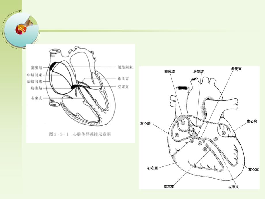 危险性心律失常的急救与护理共45页文档课件_第3页