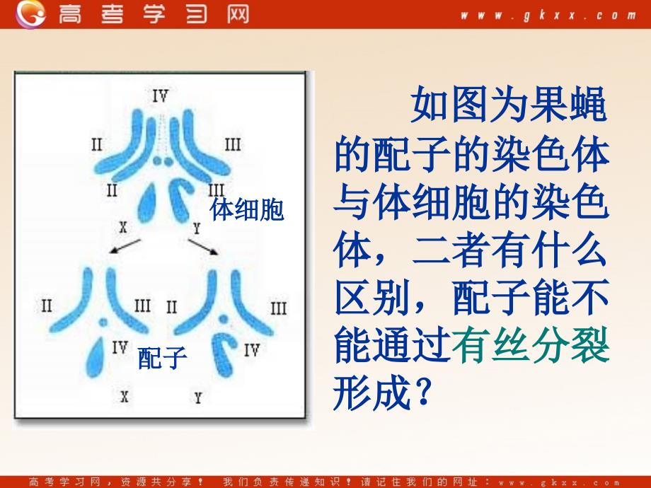 高中生物《减数分裂和受精作用》课件3（71张PPT）（人教版必修2）_第3页