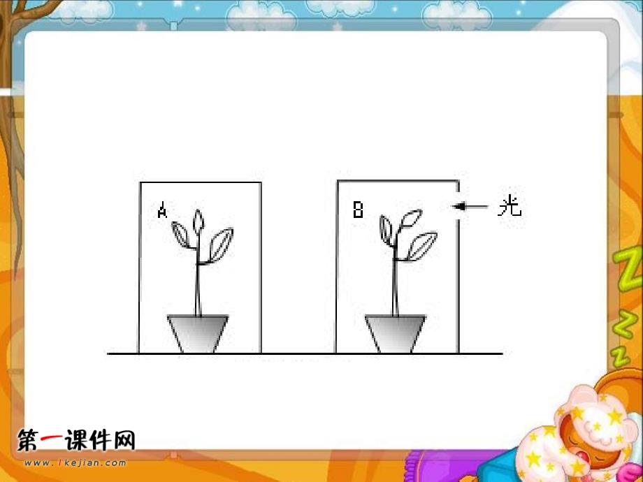 青岛版五年制四年级科学上册课件植物的茎.ppt_第4页