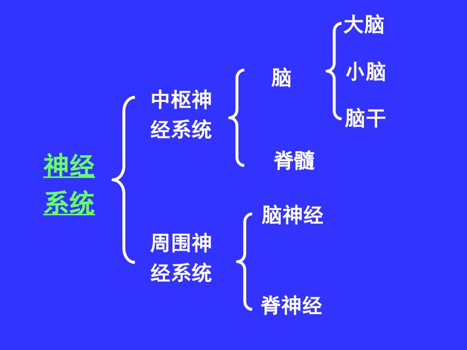 中枢神经系统系统解剖学.ppt_第2页