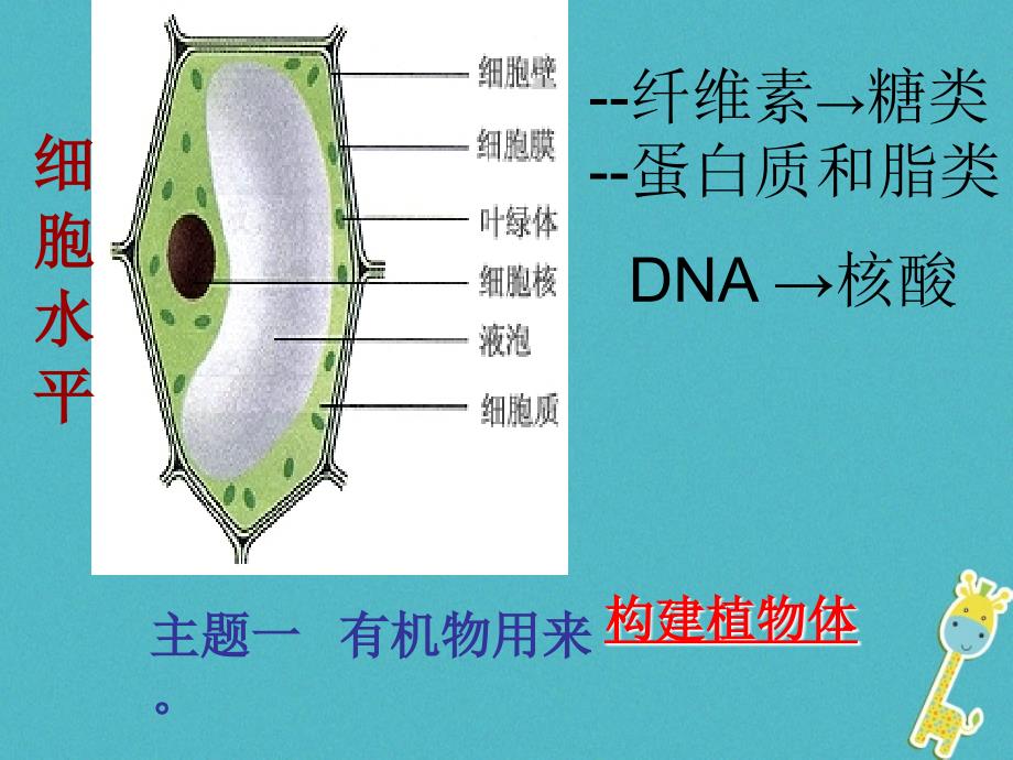 七年级生物上册 第三单元 第四章《绿色植物对有机物的利用》 （新版）新人教版_第4页