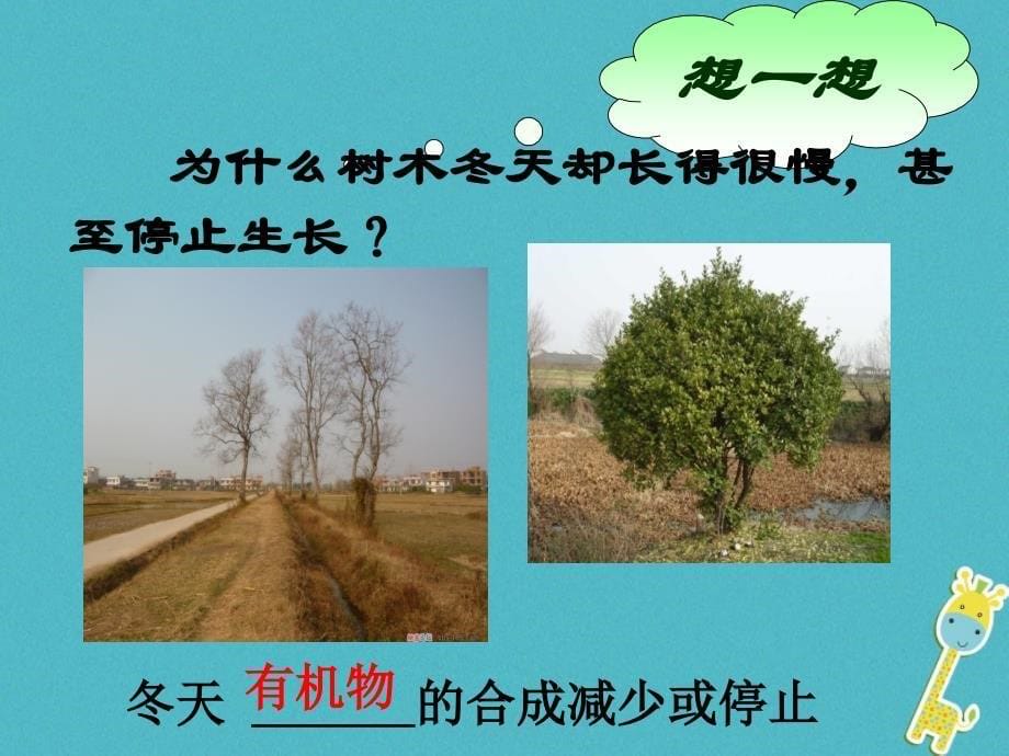 七年级生物上册 第三单元 第四章《绿色植物对有机物的利用》 （新版）新人教版_第5页