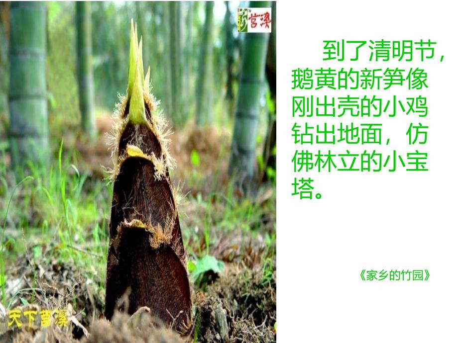 《我是大自然的员》PPT课件.ppt_第2页