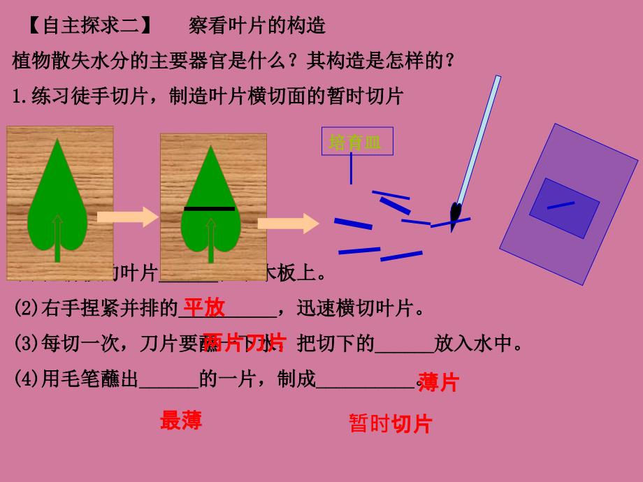 人教版七年级上册生物3.3绿色植物与生物圈的水循环ppt课件_第4页