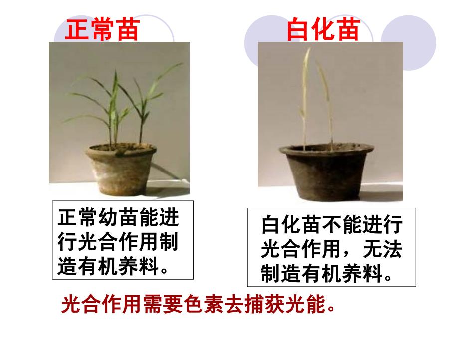 捕获光能的色素和结构冯教学用_第4页