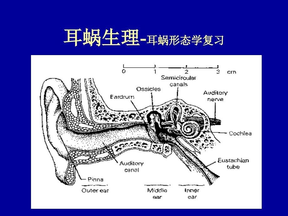 听觉生理学耳蜗王树峰_第5页