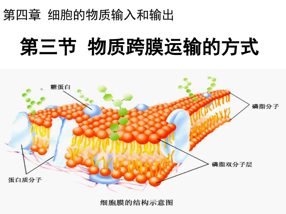 4-3物质跨膜运输的方式_第3页