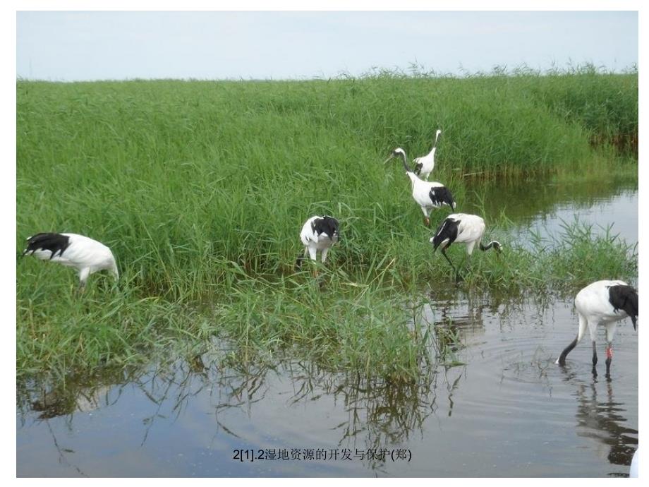 湿地资源的开发与保护_第2页