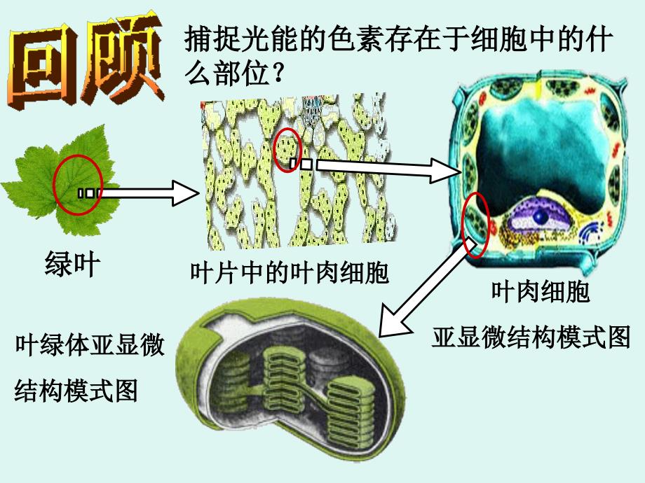 色素提取及分离实验.ppt_第3页