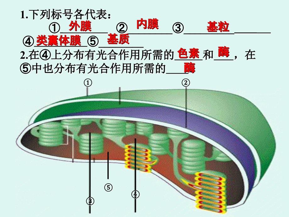 色素提取及分离实验.ppt_第4页