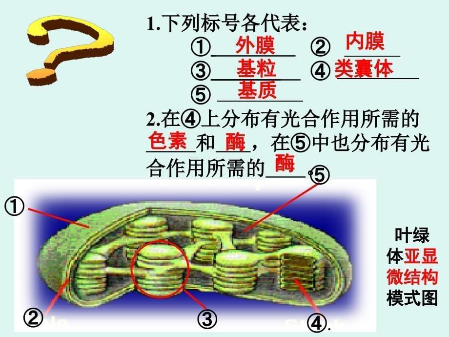 色素提取及分离实验.ppt_第5页