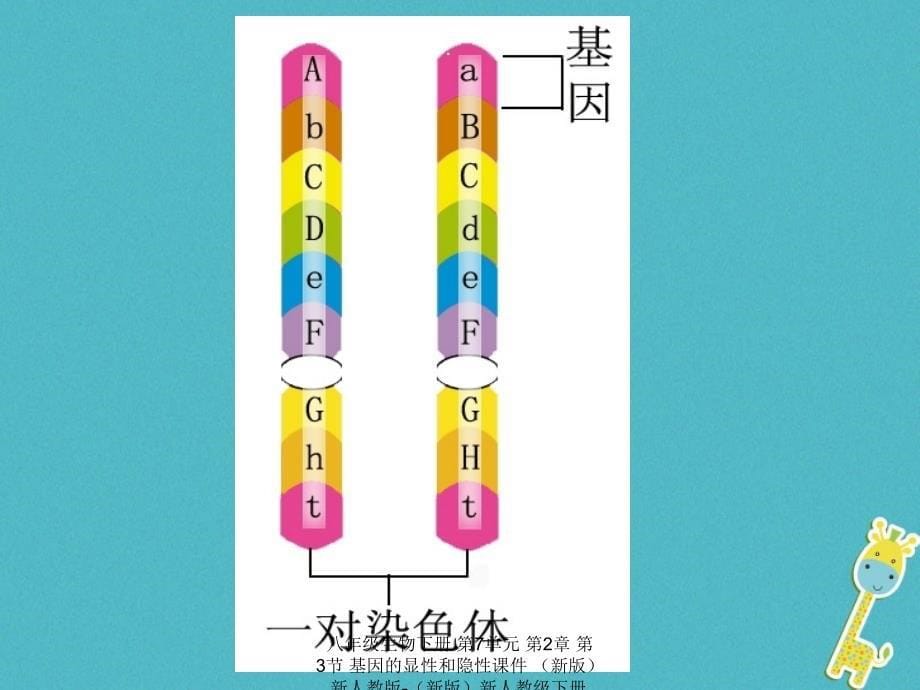 最新八年级生物下册第7单元第2章第3节基因的显性和隐性_第5页