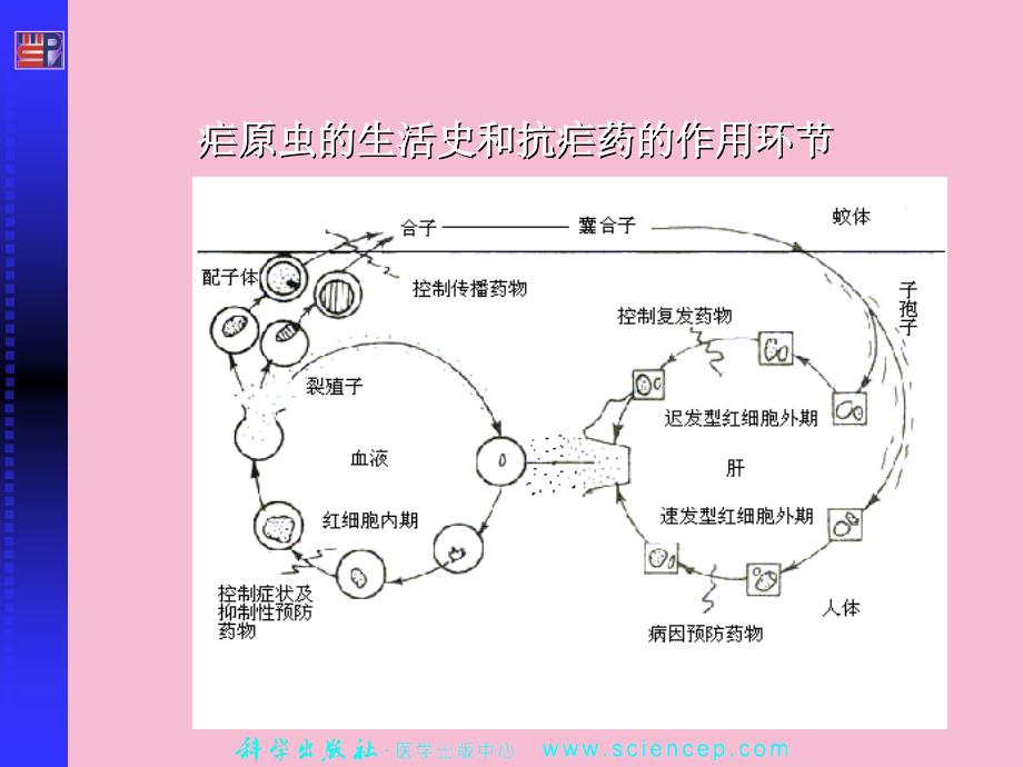 第三章抗寄生虫病药ppt课件_第3页