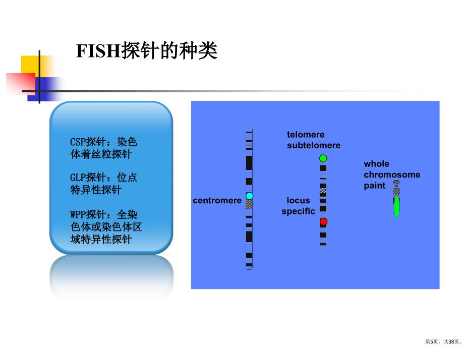 FISH技术在乳腺癌检测中应用课件_第5页