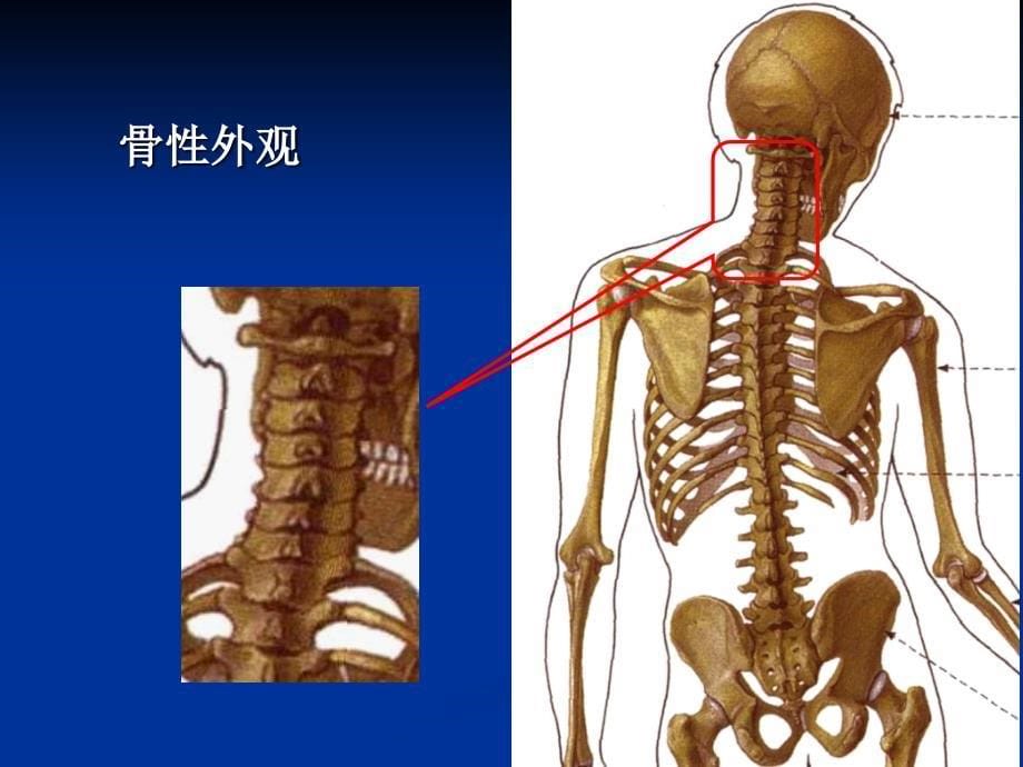 颈椎病的预防保健与康复ppt课件_第5页