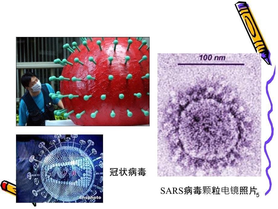 病毒的传分析_第5页