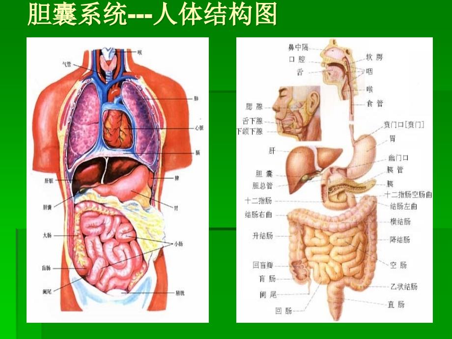 胆石通利胶囊新PPT课件_第3页